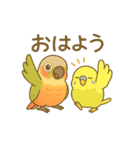 インコのまいにちスタンプ（個別スタンプ：23）