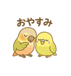 インコのまいにちスタンプ（個別スタンプ：24）