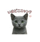 子ネコverロシアンブルー（個別スタンプ：1）