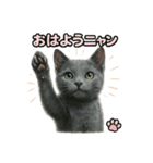 子ネコverロシアンブルー（個別スタンプ：2）