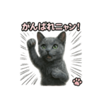 子ネコverロシアンブルー（個別スタンプ：4）