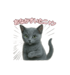 子ネコverロシアンブルー（個別スタンプ：7）