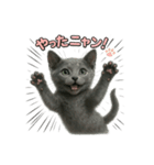 子ネコverロシアンブルー（個別スタンプ：9）