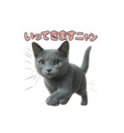 子ネコverロシアンブルー（個別スタンプ：10）