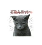 子ネコverロシアンブルー（個別スタンプ：11）
