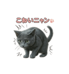 子ネコverロシアンブルー（個別スタンプ：13）
