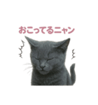 子ネコverロシアンブルー（個別スタンプ：14）