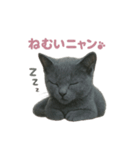 子ネコverロシアンブルー（個別スタンプ：17）