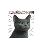 子ネコverロシアンブルー（個別スタンプ：18）