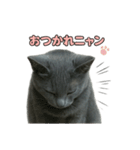 子ネコverロシアンブルー（個別スタンプ：19）