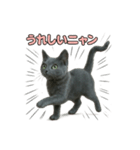 子ネコverロシアンブルー（個別スタンプ：21）