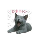 子ネコverロシアンブルー（個別スタンプ：24）