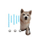 あずき 柴犬 3（個別スタンプ：1）