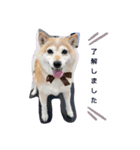 あずき 柴犬 3（個別スタンプ：2）