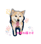 あずき 柴犬 3（個別スタンプ：3）
