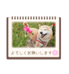 あずき 柴犬 3（個別スタンプ：4）