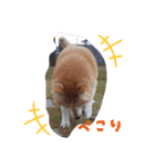 あずき 柴犬 3（個別スタンプ：5）