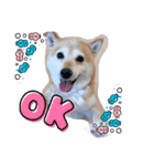 あずき 柴犬 3（個別スタンプ：6）