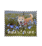 あずき 柴犬 3（個別スタンプ：7）