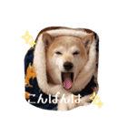 あずき 柴犬 3（個別スタンプ：8）