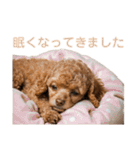 トイプー・マルチーズ・マルプーの毎日（個別スタンプ：9）