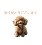 トイプー・マルチーズ・マルプーの毎日（個別スタンプ：21）