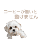 トイプー・マルチーズ・マルプーの毎日（個別スタンプ：35）