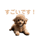 トイプー・マルチーズ・マルプーの毎日（個別スタンプ：37）