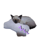 シャム猫 チョコちゃんスタンプ（個別スタンプ：2）