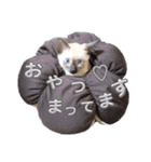 シャム猫 チョコちゃんスタンプ（個別スタンプ：3）