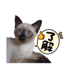 シャム猫 チョコちゃんスタンプ（個別スタンプ：5）