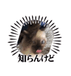 シャム猫 チョコちゃんスタンプ（個別スタンプ：7）
