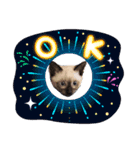 シャム猫 チョコちゃんスタンプ（個別スタンプ：8）