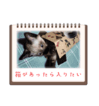 シャム猫 チョコちゃんスタンプ（個別スタンプ：9）