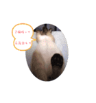 シャム猫 チョコちゃんスタンプ（個別スタンプ：10）
