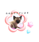 シャム猫 チョコちゃんスタンプ（個別スタンプ：11）