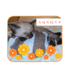 シャム猫 チョコちゃんスタンプ（個別スタンプ：12）