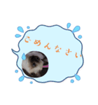 シャム猫 チョコちゃんスタンプ（個別スタンプ：13）