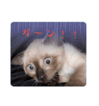 シャム猫 チョコちゃんスタンプ（個別スタンプ：15）