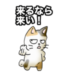 強気と弱気の三毛猫（個別スタンプ：17）