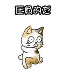 強気と弱気の三毛猫（個別スタンプ：30）