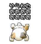 強気と弱気の三毛猫（個別スタンプ：35）
