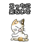 強気と弱気の三毛猫（個別スタンプ：37）