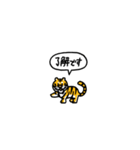 小さいトラ(フキダシ)（個別スタンプ：7）