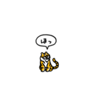 小さいトラ(フキダシ)（個別スタンプ：24）