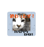 よくつかえるねこ！（個別スタンプ：2）
