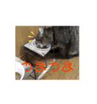 よくつかえるねこ！（個別スタンプ：4）