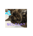 よくつかえるねこ！（個別スタンプ：5）