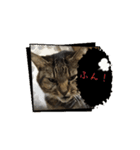 よくつかえるねこ！（個別スタンプ：6）