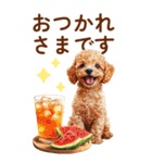トイプードルの夏のご挨拶（個別スタンプ：5）